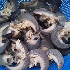 Escargots Africains - Spécialité Traditionnelle