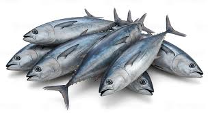 Thon pour Garba - Poisson Africain Qualité Premium