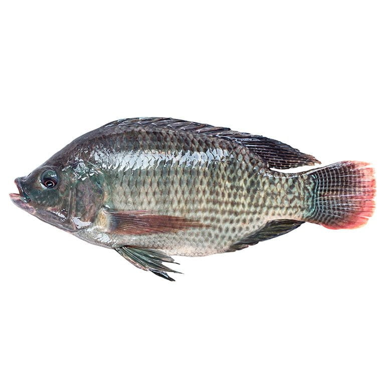Tilapia Congelé - Poisson Frais